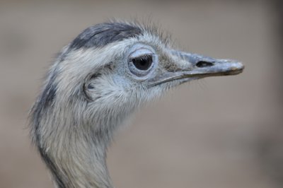 Qu'est-ce que c'est _4298433173_l.jpg